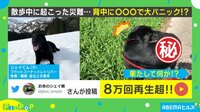 【映像】大パニックになる犬の動画