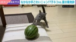 子猫vsスイカ!? まさかの敵と格闘する姿に反響「鎮座してるだけのスイカになんの恨みがw」「互角の戦いやんけ」