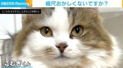 飼い主「3度見した」箱に吸い込まれた猫の姿に「コレはビビるww」「カップケーキみたい」と話題