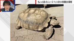 カミツキガメではなかった ペットを誤って殺処分した理由を担当者が告白「マニュアルがなく…」