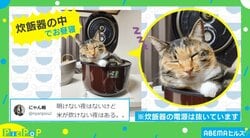 「たけないよ…」 まさかの場所で眠る猫の愛くるしい姿に飼い主「これを口実に夕食作りをサボりました笑」