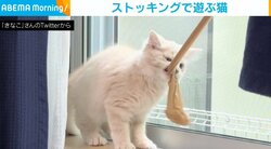 伸びるもの好きな猫が新しいおもちゃを発見 咥えて遊ぶ姿に飼い主悲鳴「困ります！そちらは明日履く予定でございますー！」
