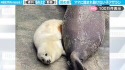 親子のお昼寝タイムが一転、押し潰し事件！？ママの寝相で動けなくなる赤ちゃんアザラシに「途中から諦めた感好き」と話題沸騰