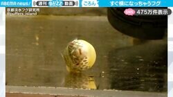 「ぽーっとしてる」水槽の底でゴロンと横になるフグが、SNSで話題沸騰！「起きたとき目が正面むく瞬間可愛いw」