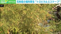 花粉症から逃げ沖縄でリモートワーク 「トロピカルエスケープ」に会社が補助金を出す理由