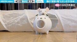 ジャストフィット！豚の蚊取り器に“顔を突っ込む”チンチラが、SNSで話題「シンデレラフィット！」「スポッてなって大人しくなるのかわゆい」