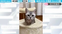 「激カワ〜」“猫の日”に投稿された、あざとかわいい仕草をするマンチカンに「どこでそんな仕草覚えた？」「自分の可愛さポイント熟知してる」