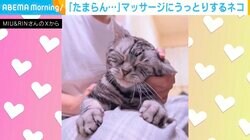 「たまらん…」マッサージにうっとりする猫に「見てるこっちまで癒やされる！」「手の動きが...かわいい」