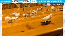 「めっちゃ上手！」スケボーを乗りこなし、颯爽と飛び降りる文鳥に「コナン君もビックリな途中下車」「乗り捨て具合、好き」と反響