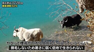 カシミアと並ぶ高級天然繊維！ ナスDが明かす“ヒマラヤに生息する動物