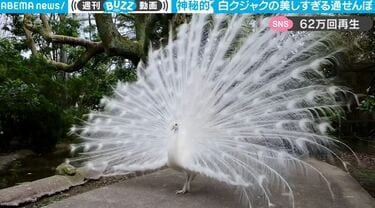 リンコナダ 白孔雀 【公式通販】
