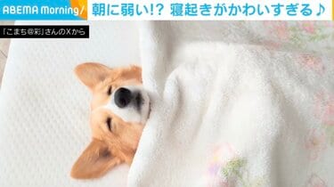 コーギー まだ寝かせて…」布団をめくると“極限ストレッチ”→“二度寝”する