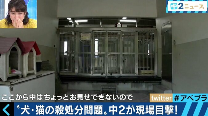 年間５万匹が炭酸ガスや麻酔薬で　人間の勝手な都合で殺処分されていく動物たち 3枚目