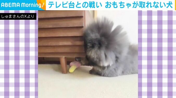 ペキニーズの朱鞠くん