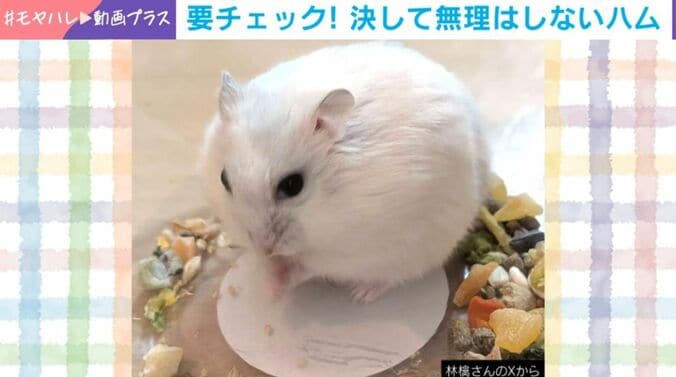 おもちくん