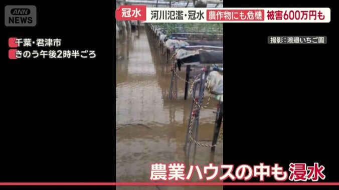 ハウスの中まで水が…