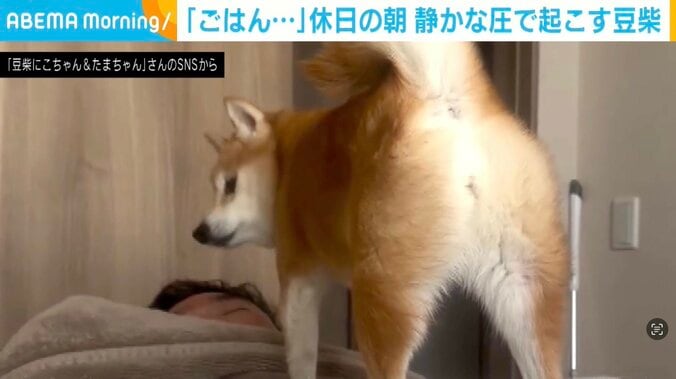 豆柴のにこちゃん