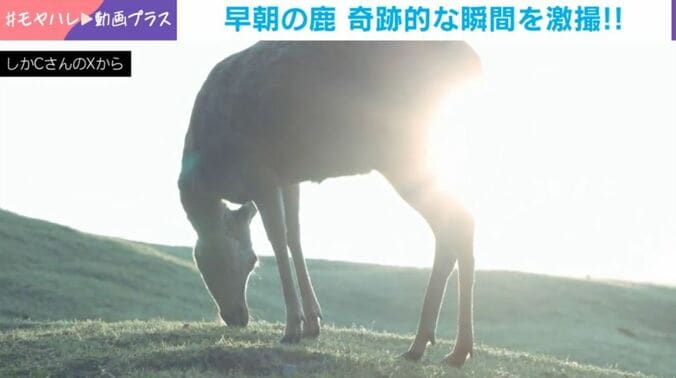 シカ
