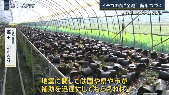 イチゴ農家　福田明さん