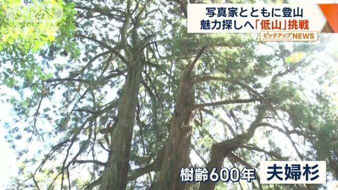 樹齢600年の夫婦杉