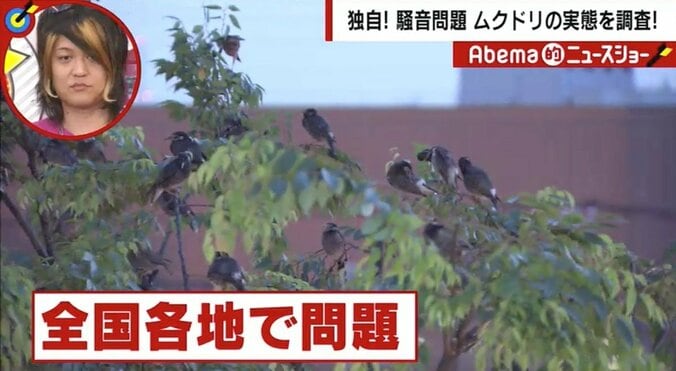 独自の騒音調査で判明、「ムクドリの騒音」が“最強”説　羽田空港や新橋駅の高架下よりもムクドリだった 1枚目