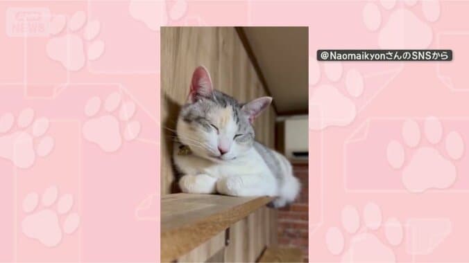 お休み中ニャン