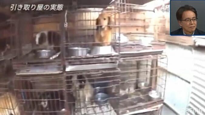 売れ残りペットを引き取る“悪徳引き取り屋”の存在 その悪質な手口とは？ 3枚目