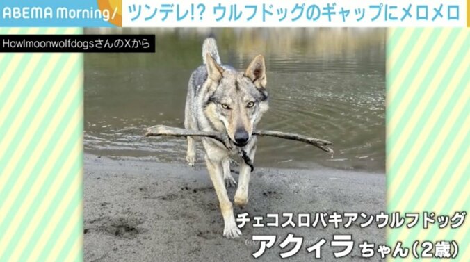 牙むき出しのウルフドッグ 鋭い眼差しの裏に隠された“本音”に「これぞ究極のツンデレ」ネット民メロメロ 2枚目