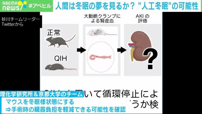 冬眠を医療に応用？手術時の臓器負担軽減をマウスで確認も  “人工冬眠”の可能性に研究者「元気で長生きできる状況が作り出せる」 2枚目