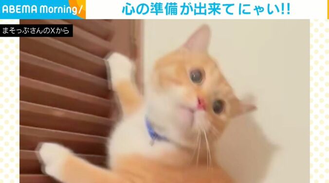 猫のさつま君（10歳）