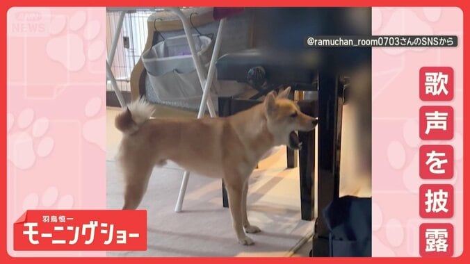 まるでオペラ歌手！ピアノに合わせて歌声を披露　ビブラートもワンだふる　なぜ熱唱？ 1枚目