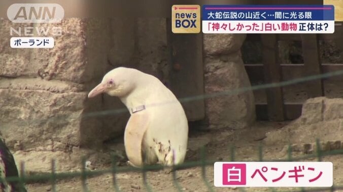 ペンギン