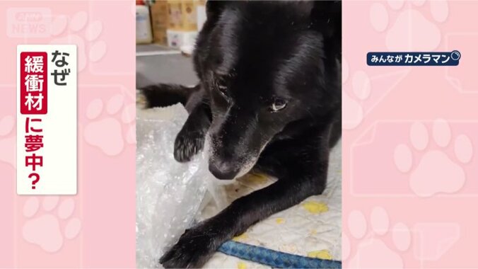 カミカミに夢中なのはなぜ？