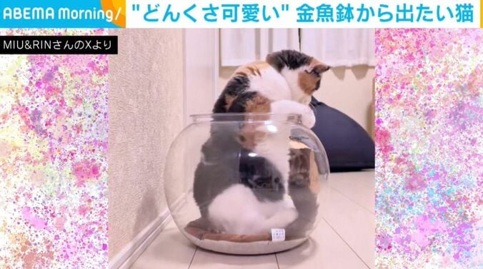 ブリティッシュショートヘアのみゅーちゃん