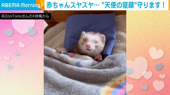 フェレットのぷぅ太郎くん（8カ月）