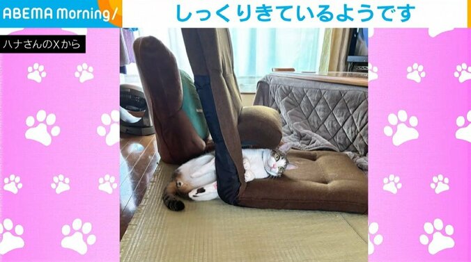 猫の琥珀くん（2歳）