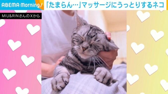 アメリカンショートヘアのりんくん