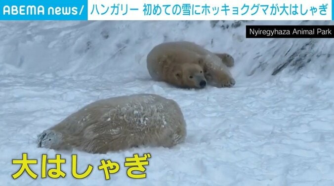 雪に寝そべるホッキョクグマ