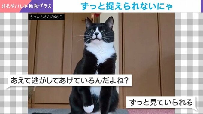 猫の助六くん