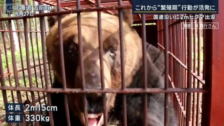 ヒグマ