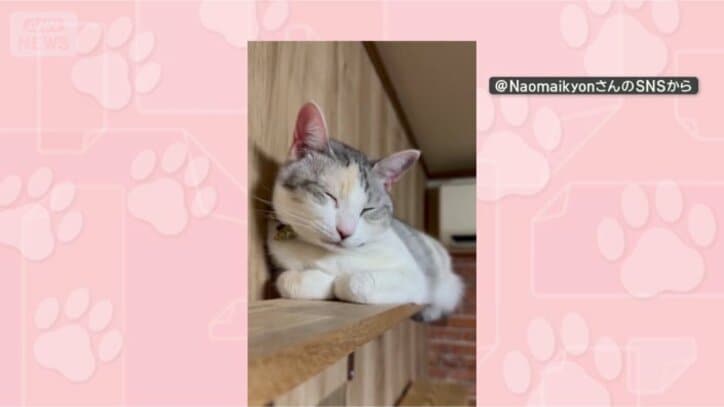 お休み中ニャン