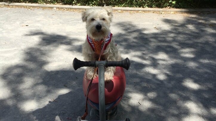 すごいでしょ 芸達者な犬ハッピー ドヤ顔で再び得意芸を披露だワン その他 Abema Times
