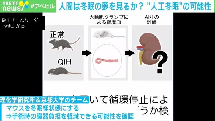 冬眠を医療に応用?手術時の臓器負担軽減をマウスで確認も “人工冬眠”の可能性に研究者「元気で長生きできる状況が作り出せる」