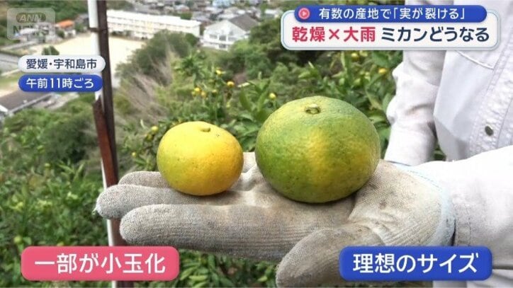 2つのみかん