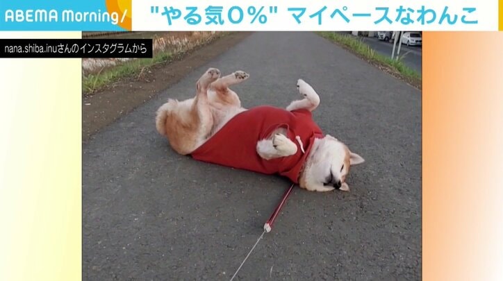 道の真ん中で豪快な“へそ天” 「やる気0％ 寝る気100％」な柴犬に反響 「『本気』を見た」