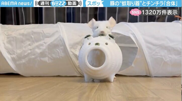 チンチラの「ゆきちゃん」