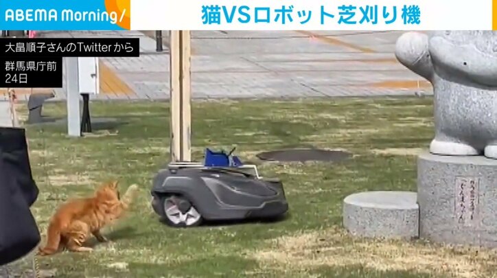 猫がロボット芝刈り機に先制パンチ! 果敢に攻めてKOしたかと思いきや…まさかの展開に「結構本格的」「可愛すぎます」視聴者を魅了