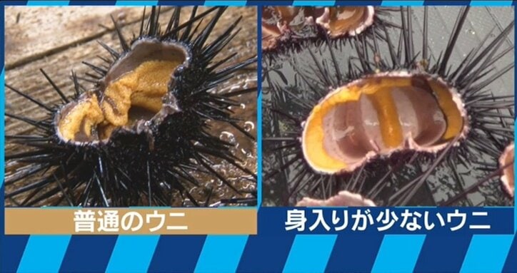寿司屋からウニが消える?漁獲量を減少させる「磯焼け」とは