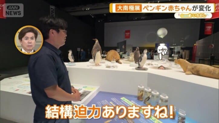 アザラシやペンギンなどの剥製も展示