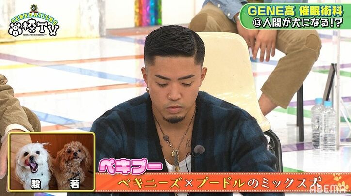 衝撃映像 白濱亜嵐 数原龍友が犬に 小森隼は猫に 催眠術にかかりスタジオ騒然 バラエティ Abema Times